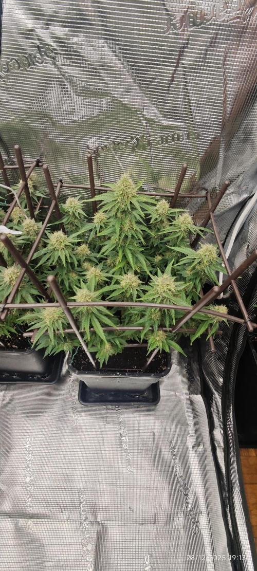 MOBY DICK - Barney's farm. Week 13