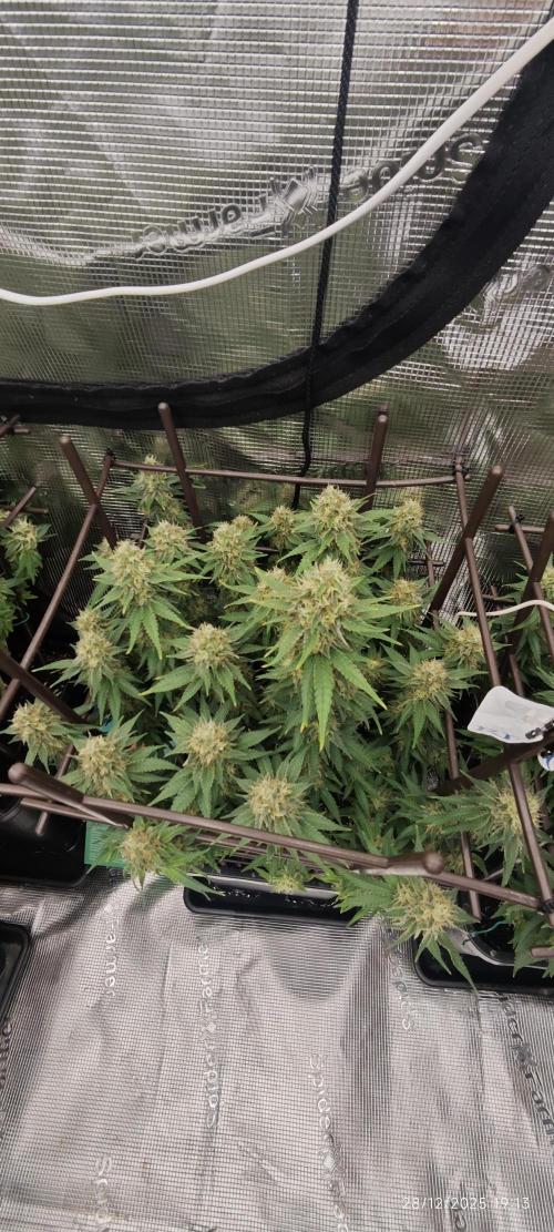 MOBY DICK - Barney's farm. Week 13