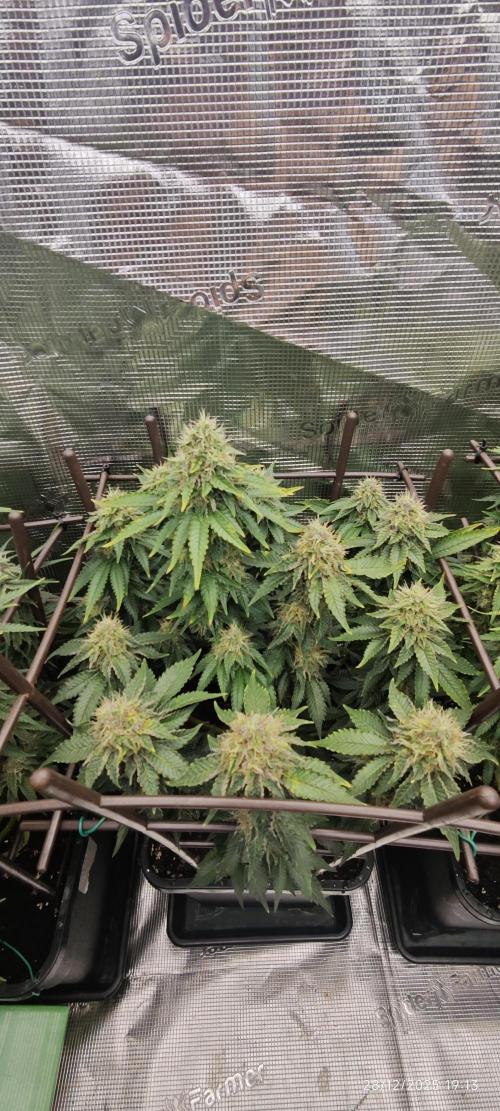 MOBY DICK - Barney's farm. Week 13