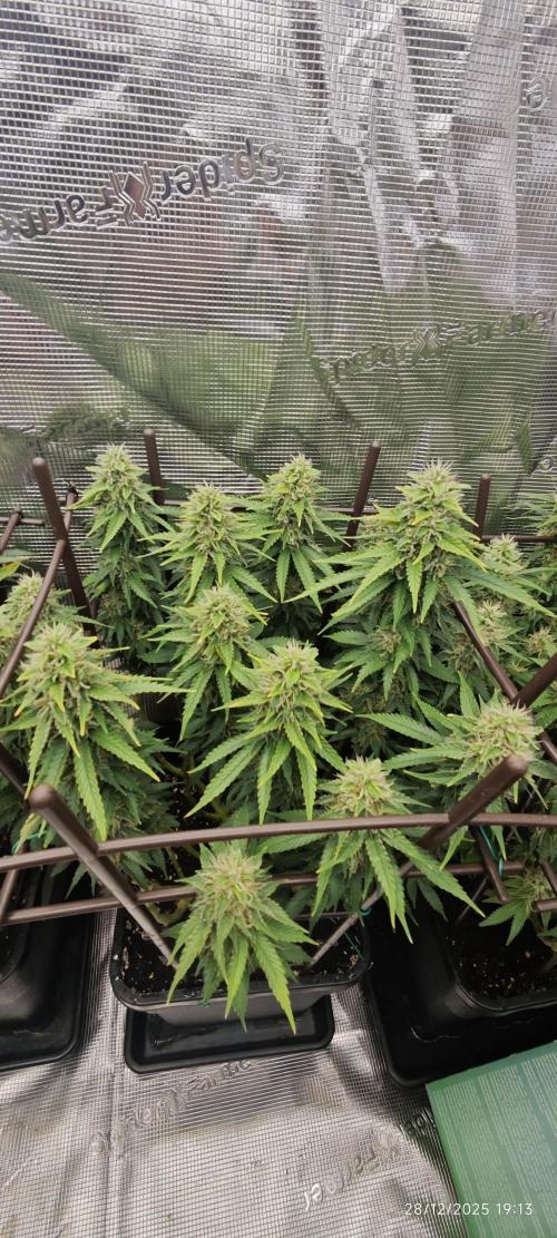 MOBY DICK - Barney's farm. Week 13