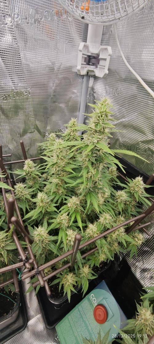 MOBY DICK - Barney's farm. Week 13