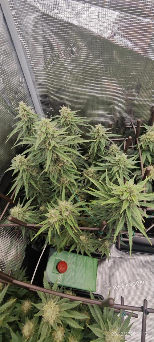 MOBY DICK - Barney's farm. Week 13