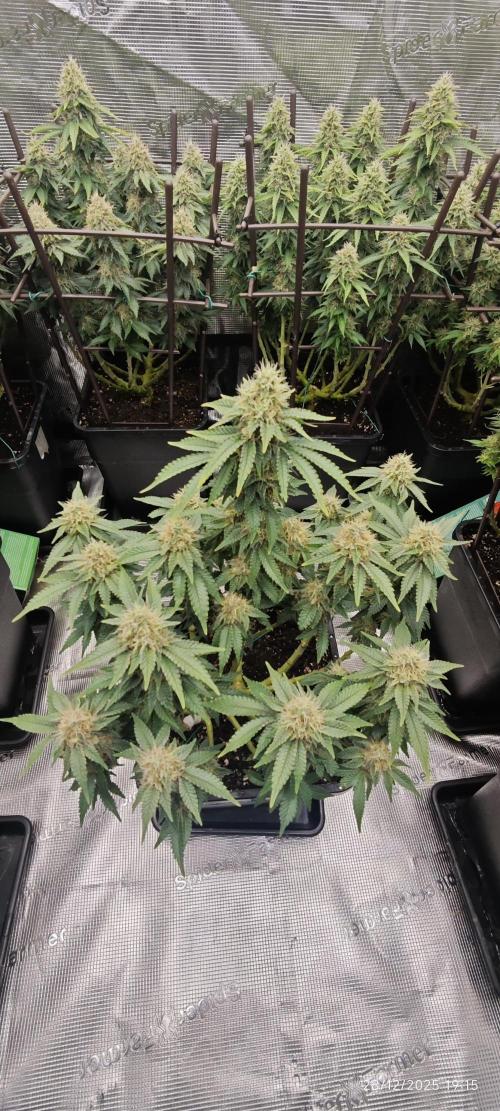 MOBY DICK - Barney's farm. Week 13