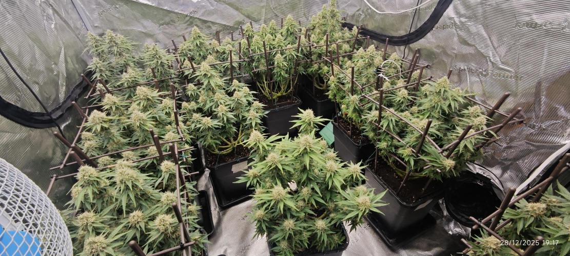 MOBY DICK - Barney's farm. Week 13