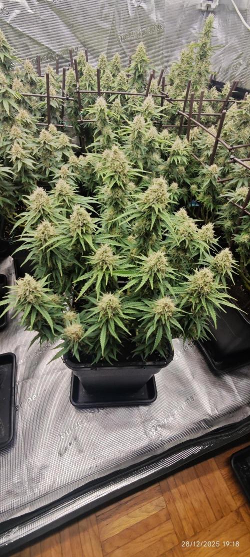 MOBY DICK - Barney's farm. Week 13