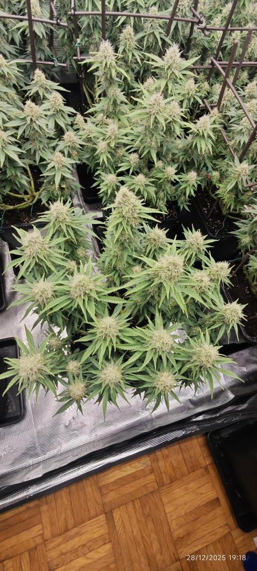 MOBY DICK - Barney's farm. Week 13