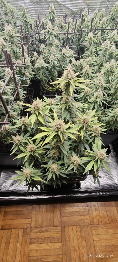 MOBY DICK - Barney's farm. Week 13