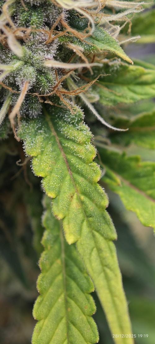 MOBY DICK - Barney's farm. Week 13