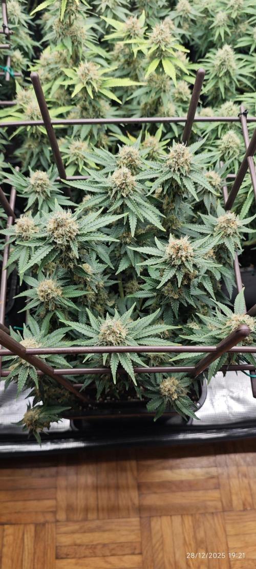 MOBY DICK - Barney's farm. Week 13