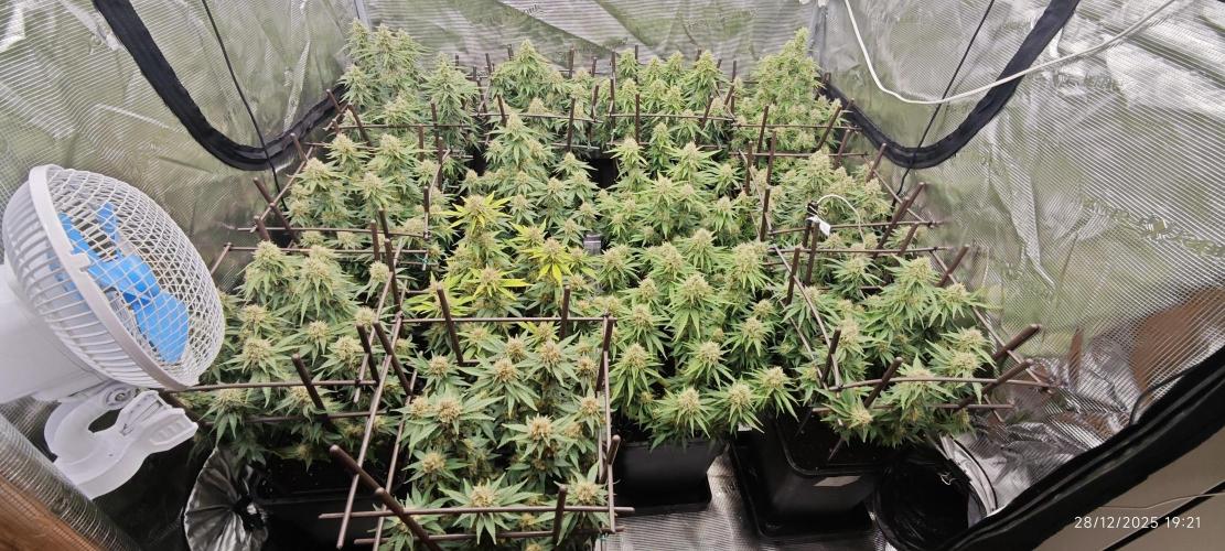 MOBY DICK - Barney's farm. Week 13