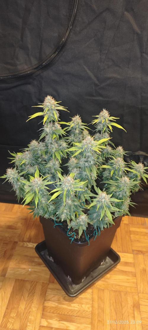 MOBY DICK - Barney's farm. Week 14 - This one disappeared after new years party :):)))