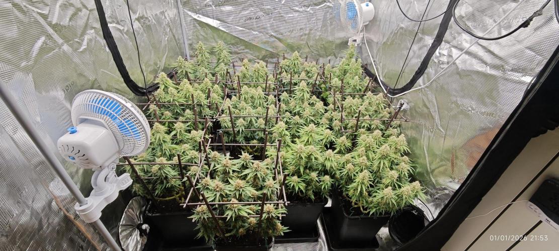 MOBY DICK - Barney's farm. Week 14