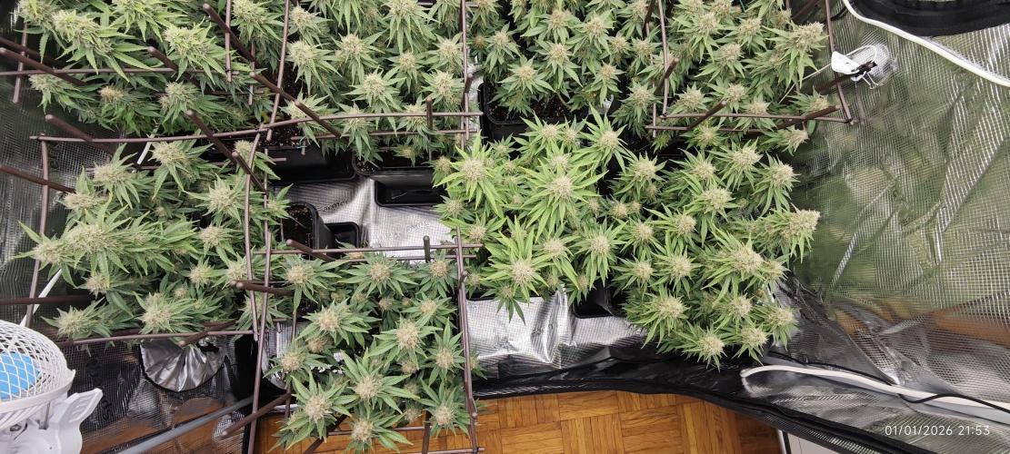 MOBY DICK - Barney's farm. Week 14