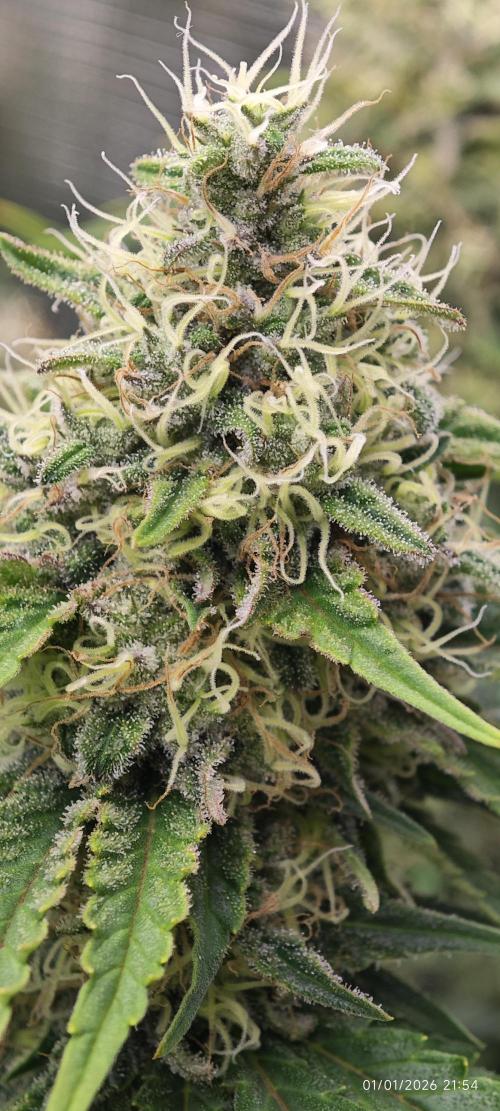 MOBY DICK - Barney's farm. Week 14