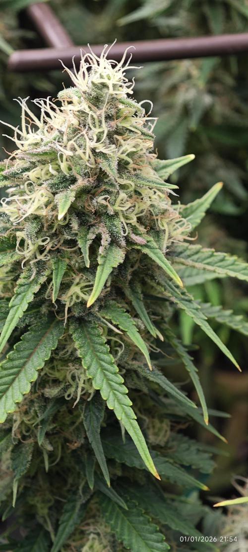 MOBY DICK - Barney's farm. Week 14