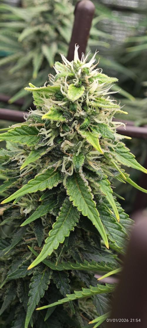 MOBY DICK - Barney's farm. Week 14