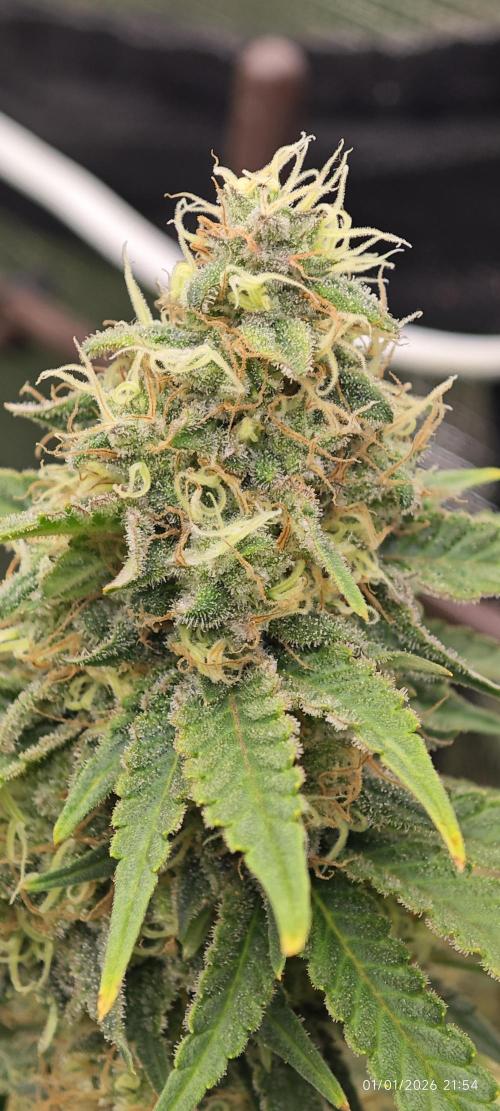 MOBY DICK - Barney's farm. Week 14