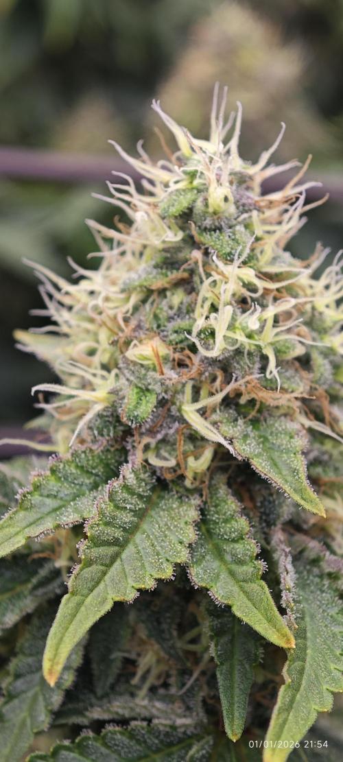 MOBY DICK - Barney's farm. Week 14