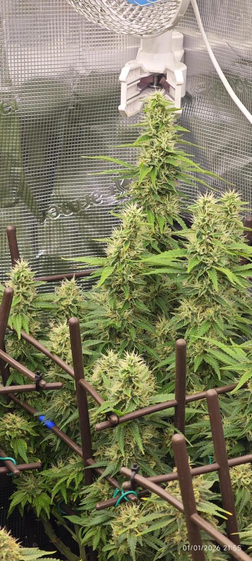 MOBY DICK - Barney's farm. Week 14