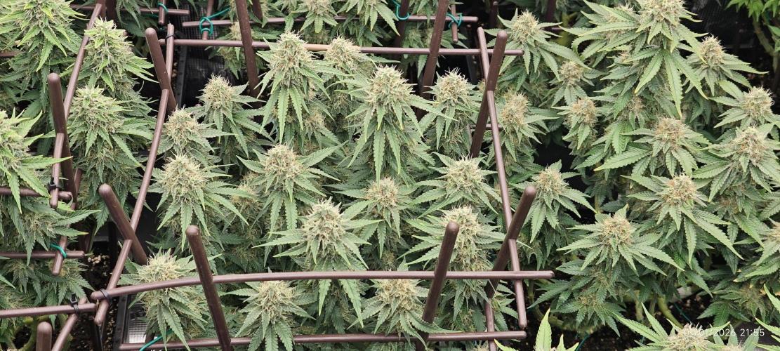 MOBY DICK - Barney's farm. Week 14