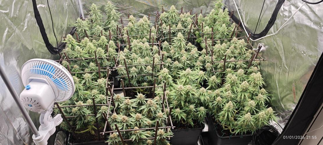 MOBY DICK - Barney's farm. Week 14