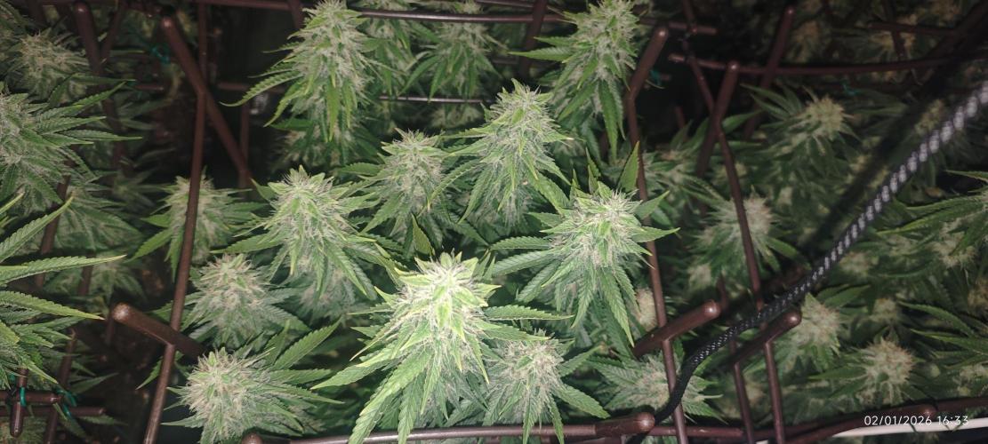 MOBY DICK - Barney's farm. Week 14