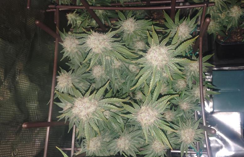 MOBY DICK - Barney's farm. Week 14