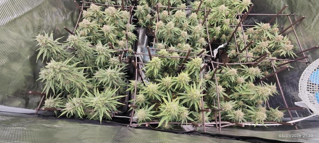 MOBY DICK - Barney's farm. Week 14