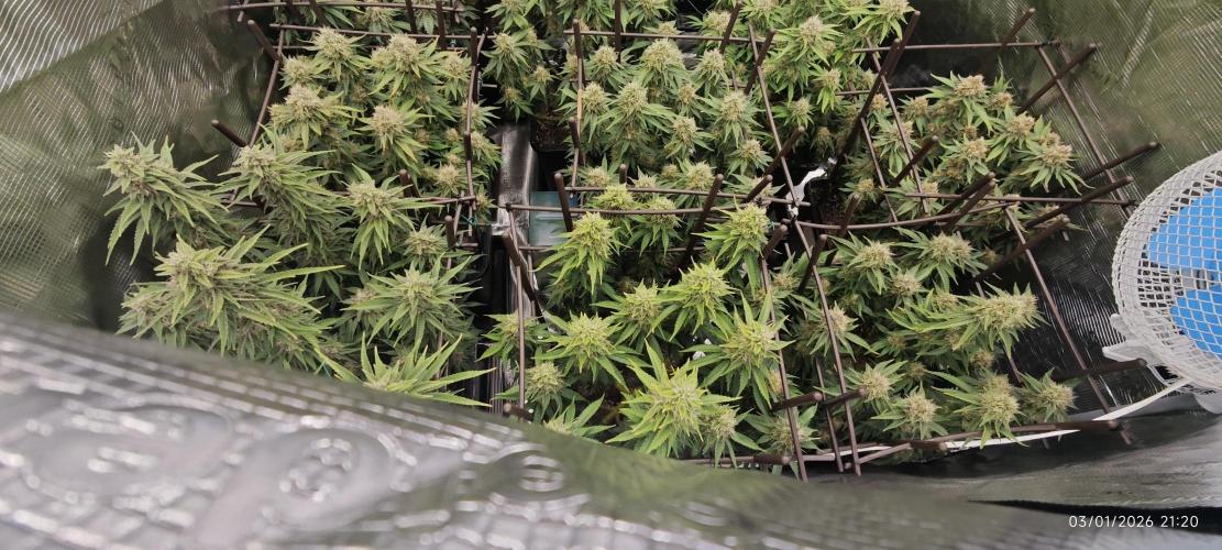 MOBY DICK - Barney's farm. Week 14