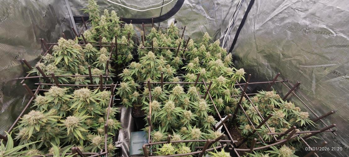 MOBY DICK - Barney's farm. Week 14