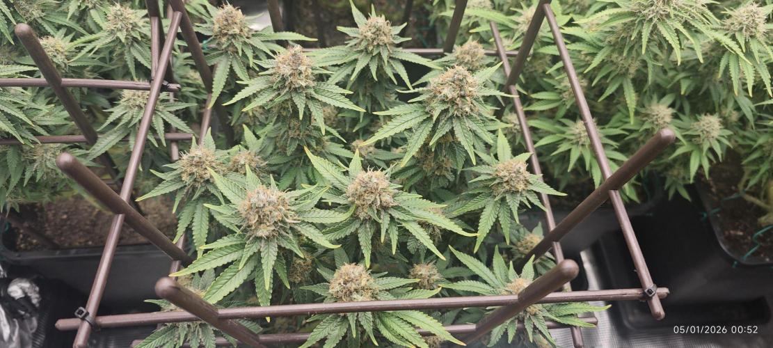 MOBY DICK - Barney's farm. Week 14