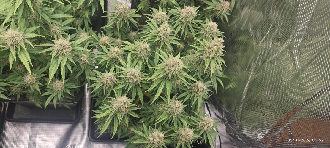 MOBY DICK - Barney's farm. Week 14