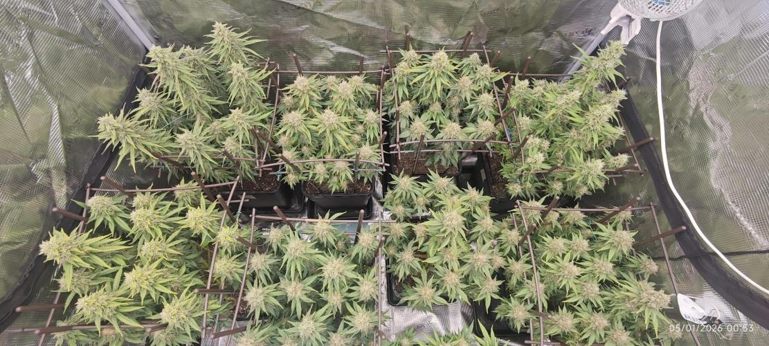 MOBY DICK - Barney's farm. Week 14