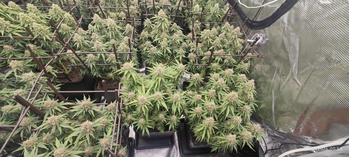 MOBY DICK - Barney's farm. Week 14