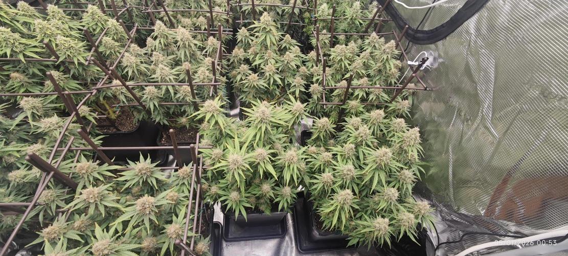 MOBY DICK - Barney's farm. Week 14