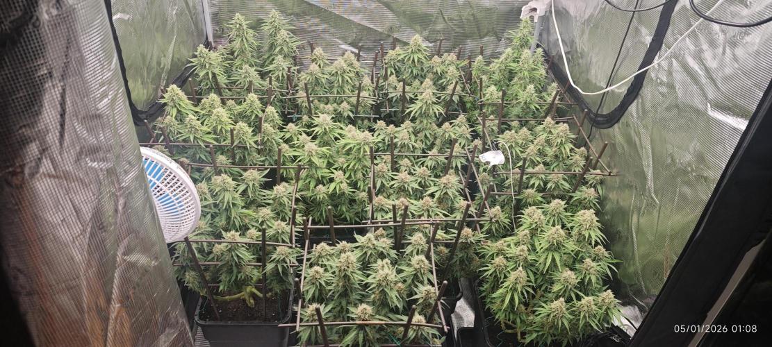 MOBY DICK - Barney's farm. Week 14