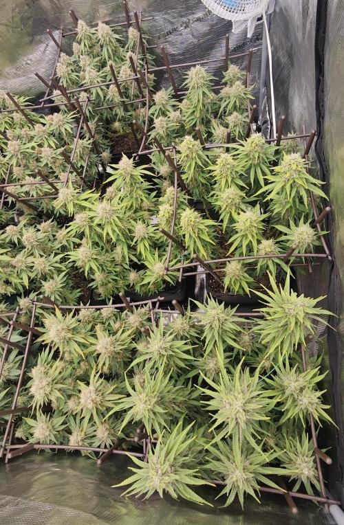 MOBY DICK - Barney's farm. Week 15