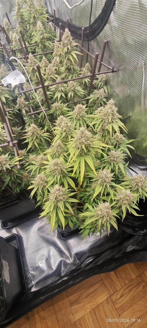 MOBY DICK - Barney's farm. Week 15