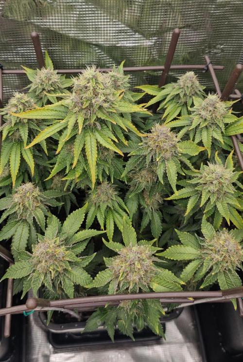 MOBY DICK - Barney's farm. Week 15