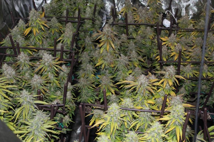 MOBY DICK - Barney's farm. Week 15