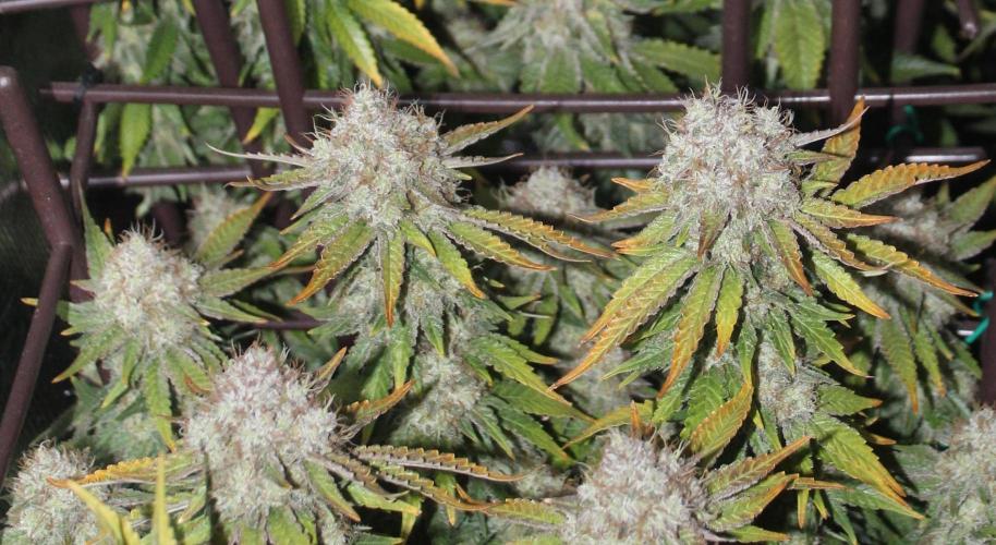 MOBY DICK - Barney's farm. Week 15