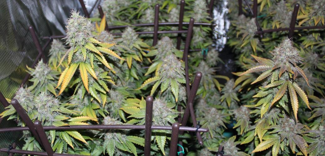 MOBY DICK - Barney's farm. Week 15