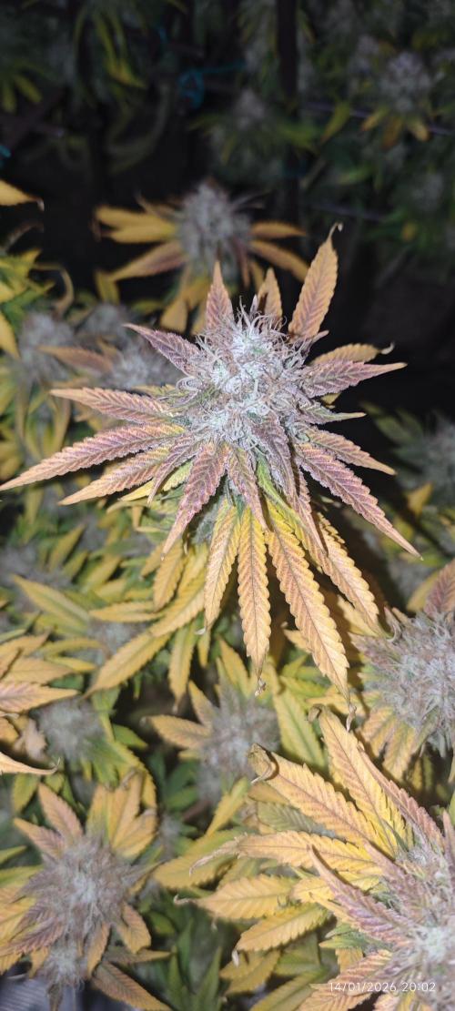 MOBY DICK - Barney's farm. Week 16