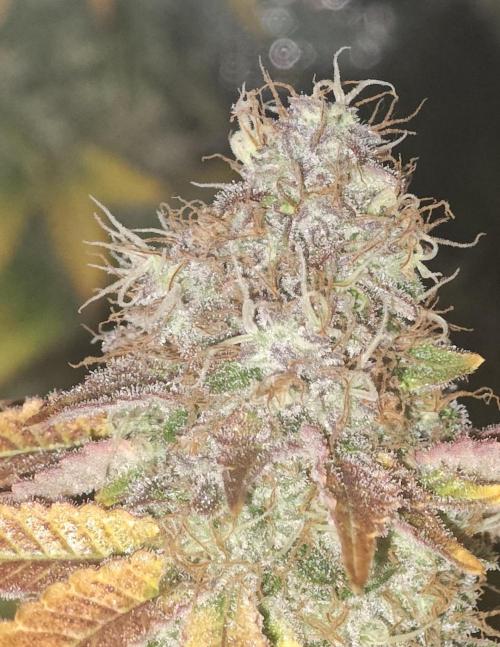 MOBY DICK - Barney's farm. Week 16