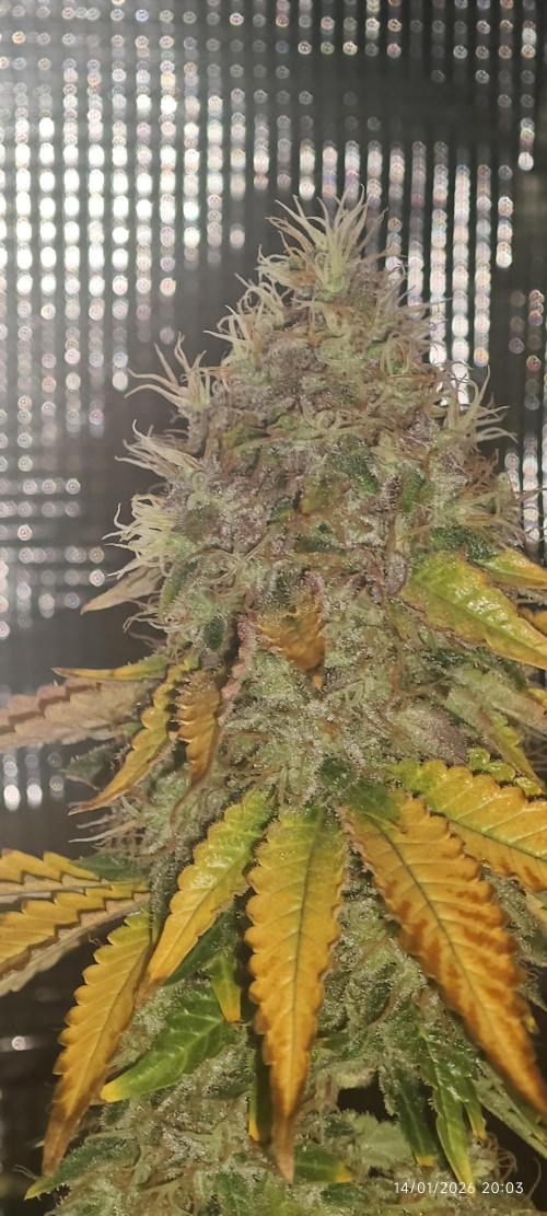 MOBY DICK - Barney's farm. Week 16