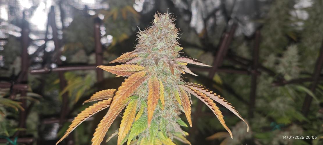 MOBY DICK - Barney's farm. Week 16