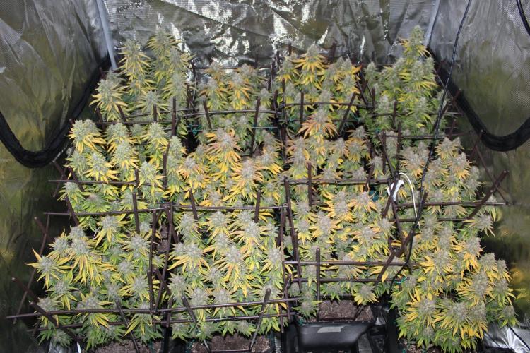 MOBY DICK - Barney's farm. Week 16