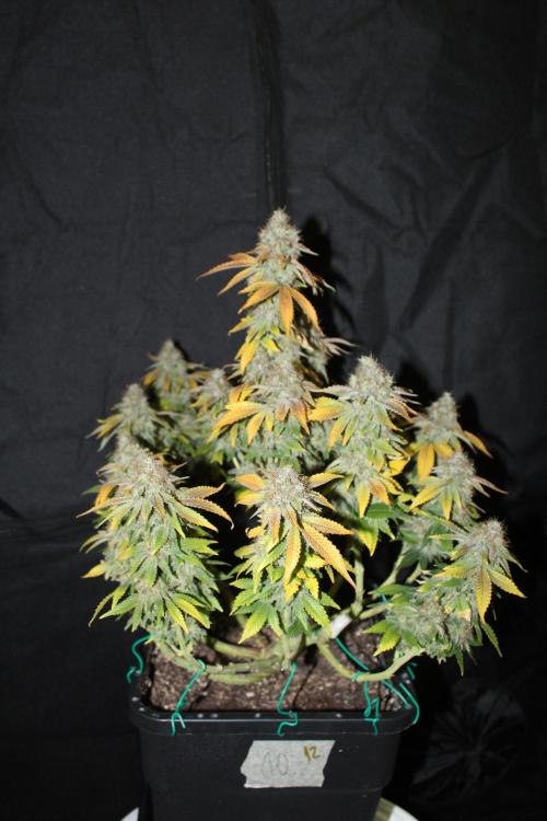 MOBY DICK - Barney's farm. Week 16