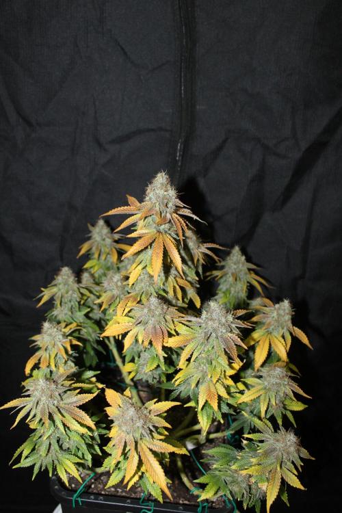 MOBY DICK - Barney's farm. Week 16