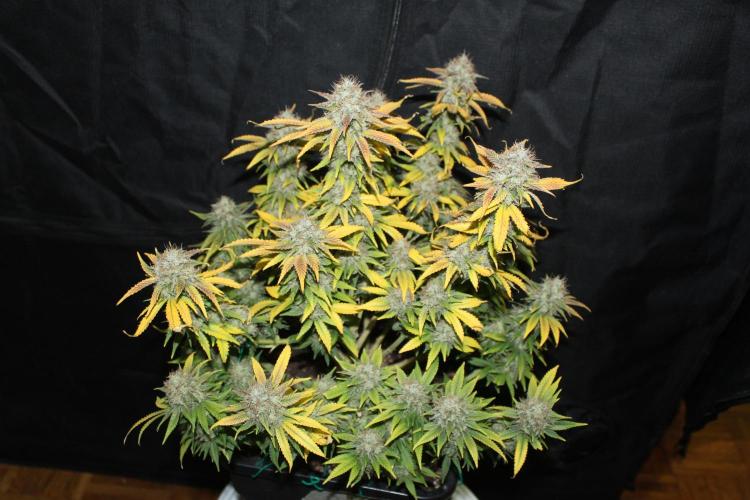 MOBY DICK - Barney's farm. Week 16